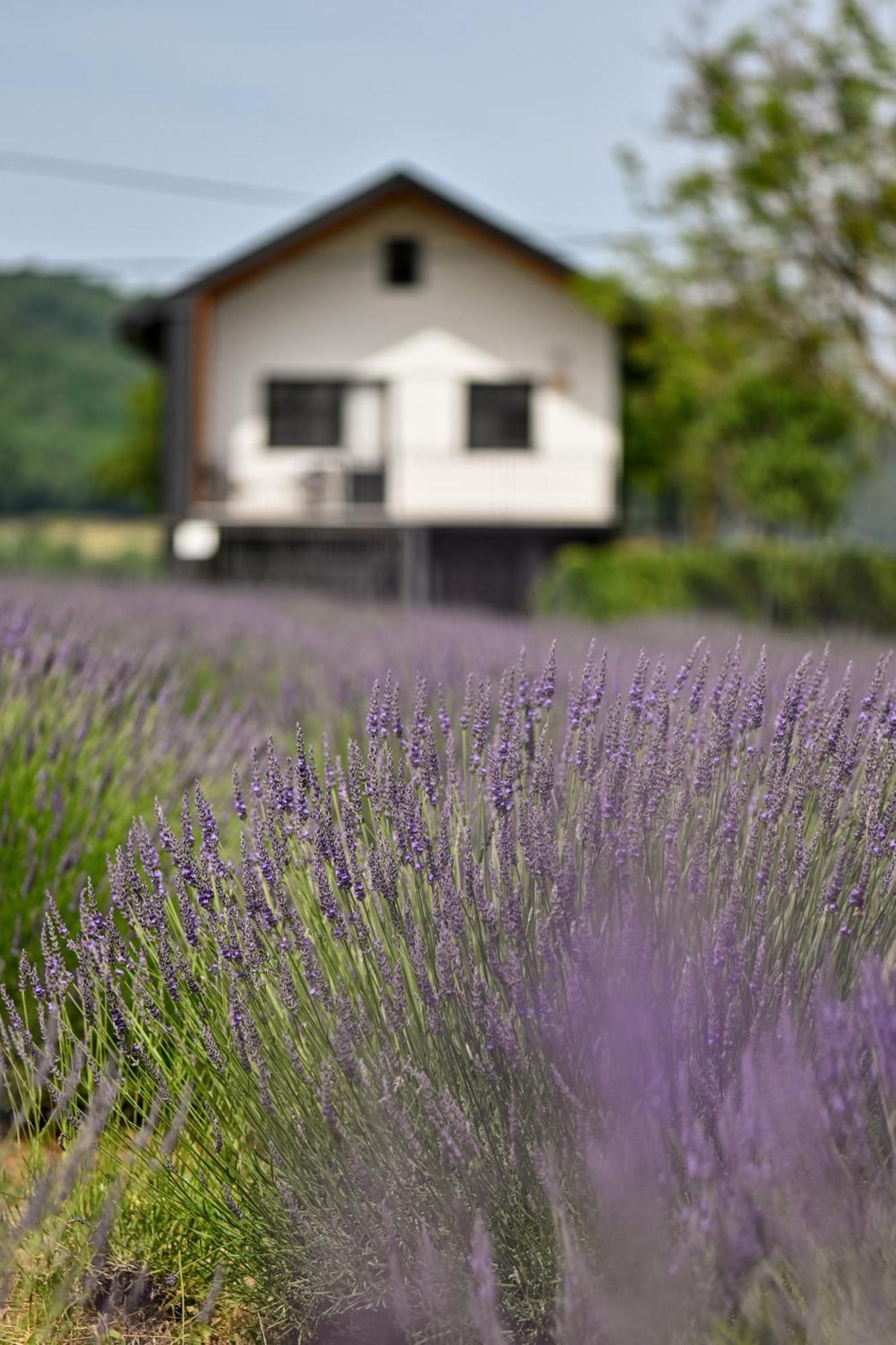 Vacation Home - Nest Kalnik Exterior photo